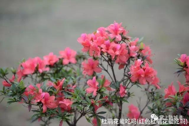 杜鹃花能吃吗(红色杜鹃花能吃吗)