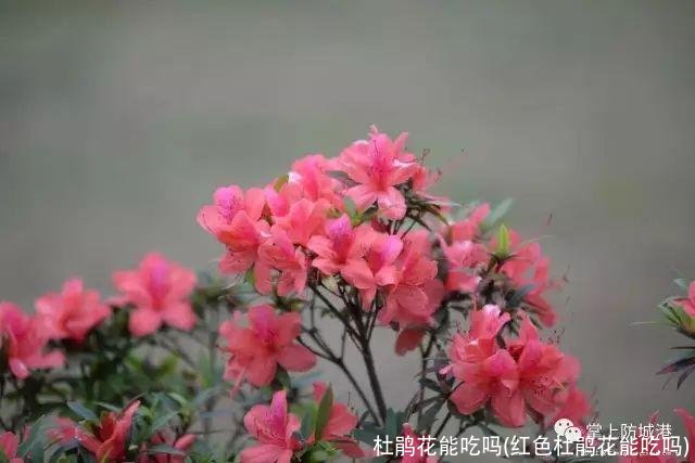 杜鹃花能吃吗(红色杜鹃花能吃吗)