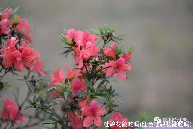 杜鹃花能吃吗(红色杜鹃花能吃吗)