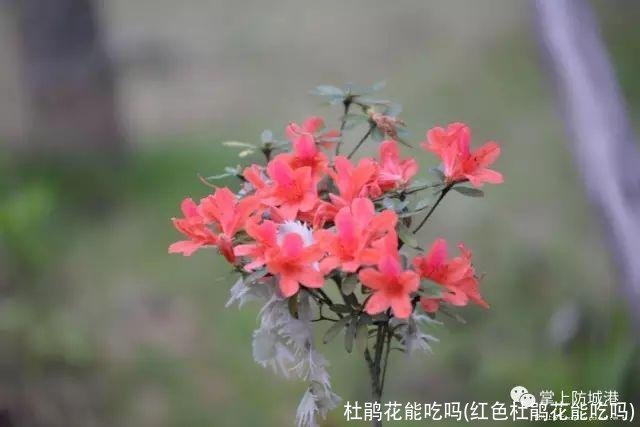 杜鹃花能吃吗(红色杜鹃花能吃吗)