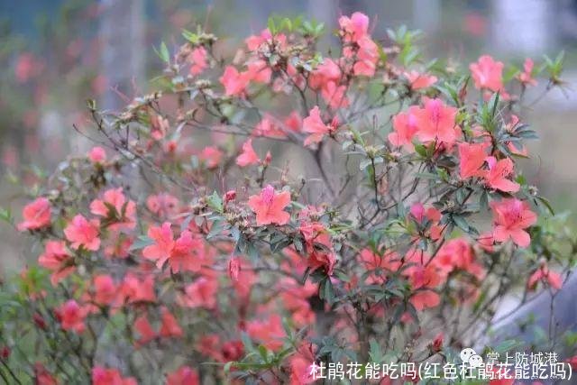 杜鹃花能吃吗(红色杜鹃花能吃吗)