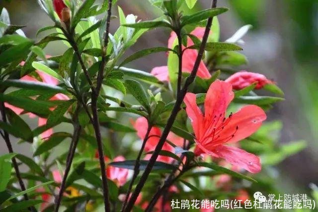 杜鹃花能吃吗(红色杜鹃花能吃吗)