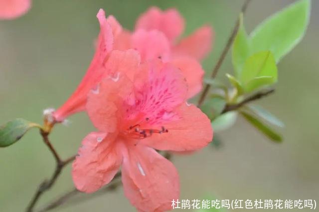 杜鹃花能吃吗(红色杜鹃花能吃吗)