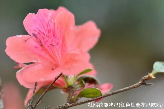 杜鹃花能吃吗(红色杜鹃花能吃吗)