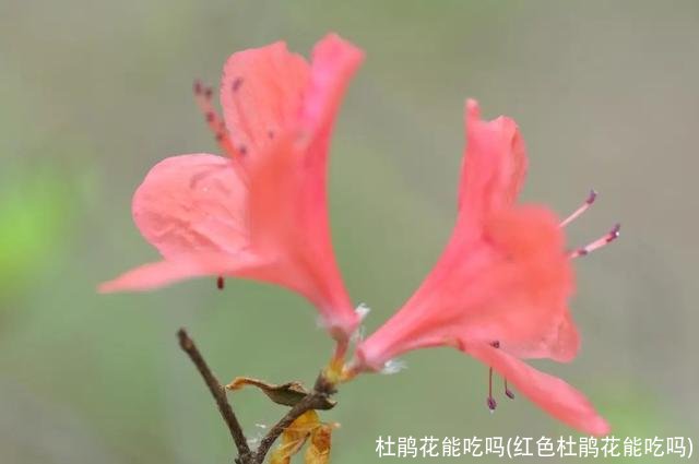 杜鹃花能吃吗(红色杜鹃花能吃吗)