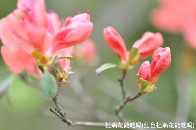 杜鹃花能吃吗(红色杜鹃花能吃吗)