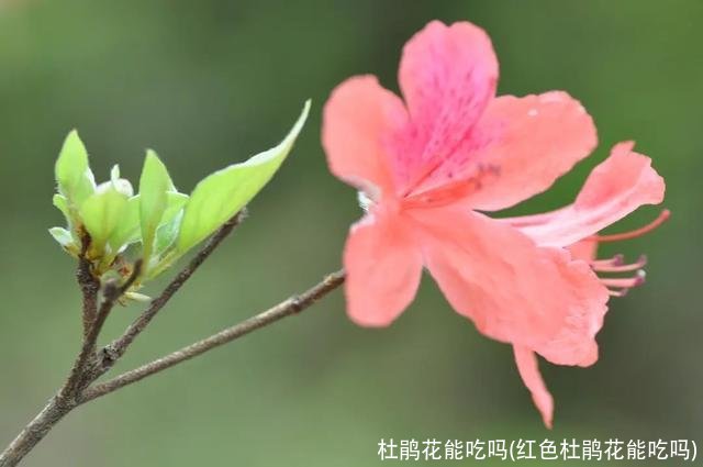 杜鹃花能吃吗(红色杜鹃花能吃吗)