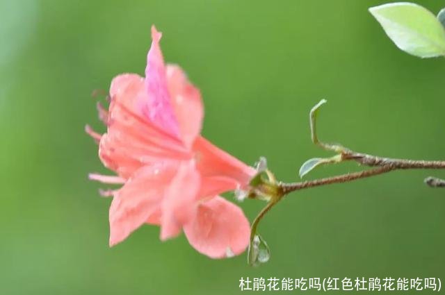 杜鹃花能吃吗(红色杜鹃花能吃吗)