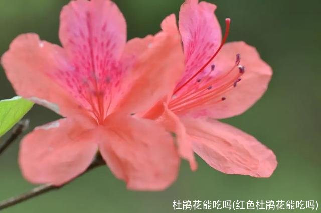 杜鹃花能吃吗(红色杜鹃花能吃吗)