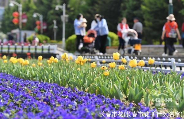 长春市花(长春市花叫什么名字)