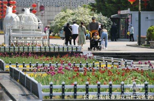 长春市花(长春市花叫什么名字)