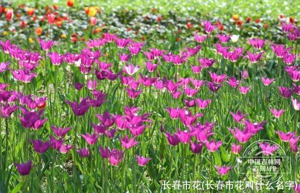 长春市花(长春市花叫什么名字)