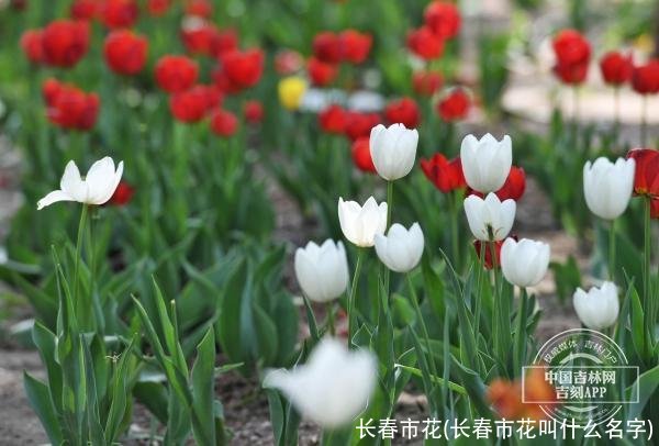 长春市花(长春市花叫什么名字)