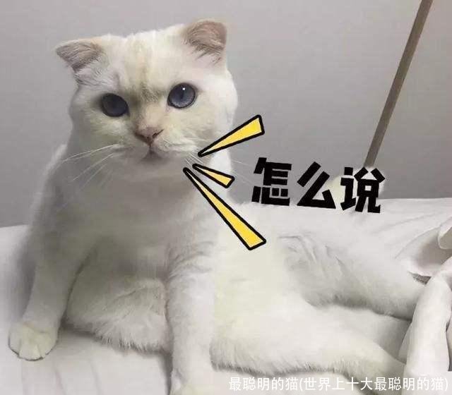 最聪明的猫(世界上十大最聪明的猫)