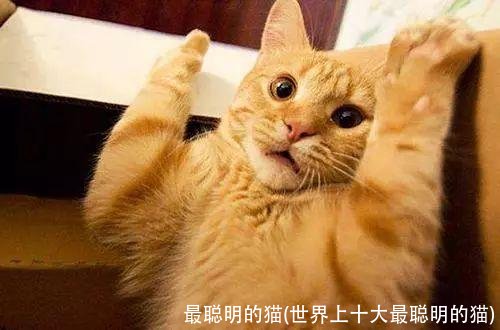 最聪明的猫(世界上十大最聪明的猫)