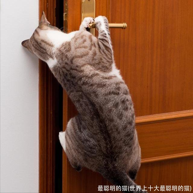 最聪明的猫(世界上十大最聪明的猫)