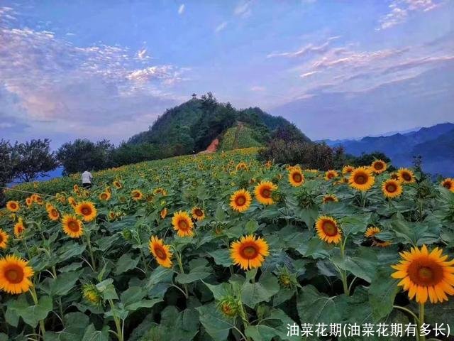 油菜花期(油菜花期有多长)