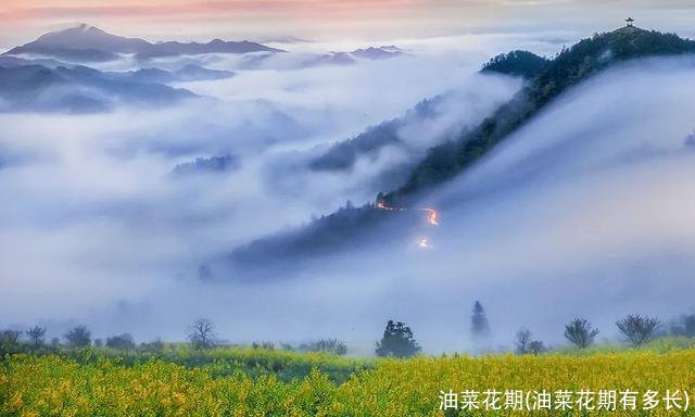 油菜花期(油菜花期有多长)