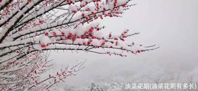 油菜花期(油菜花期有多长)