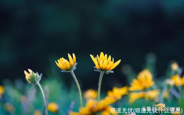 顺遂无忧(顺遂无忧什么意思)