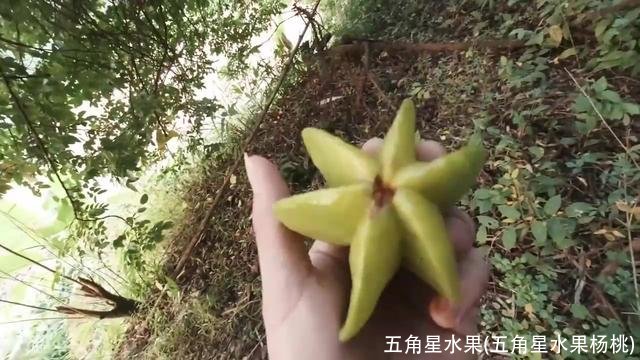 五角星水果(五角星水果杨桃)