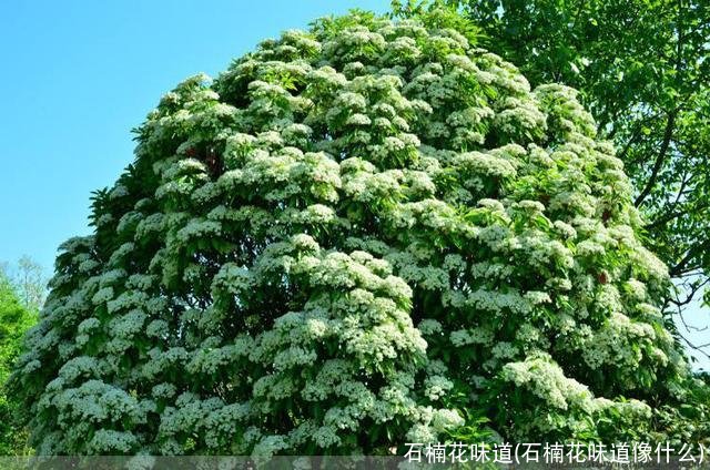 石楠花味道(石楠花味道像什么)