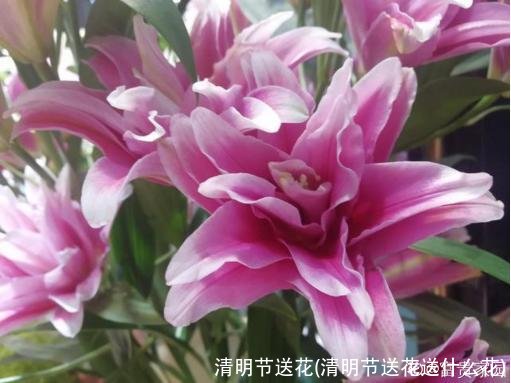 清明节送花(清明节送花送什么花)