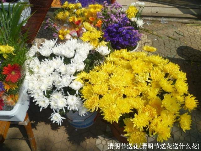 清明节送花(清明节送花送什么花)