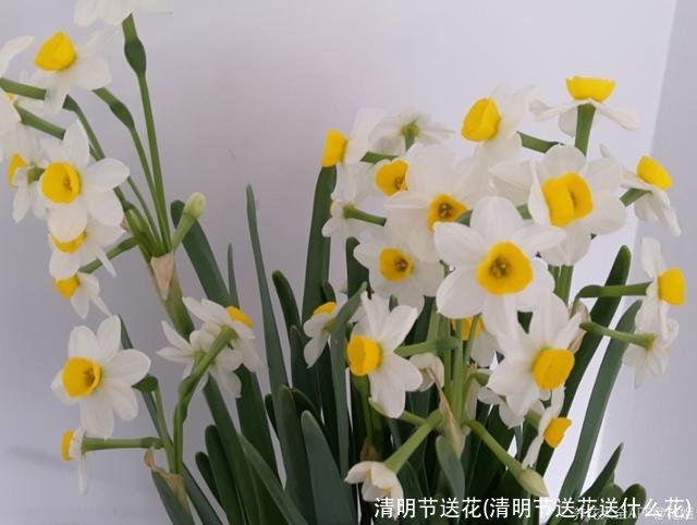 清明节送花(清明节送花送什么花)