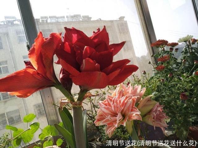 清明节送花(清明节送花送什么花)