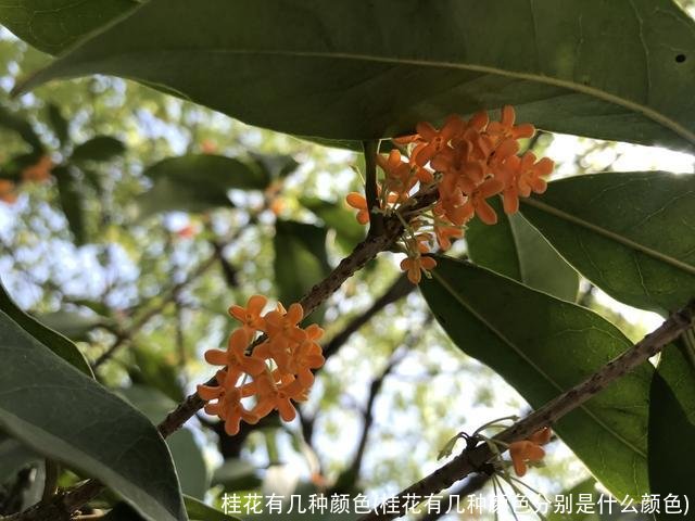 桂花有几种颜色(桂花有几种颜色分别是什么颜色)