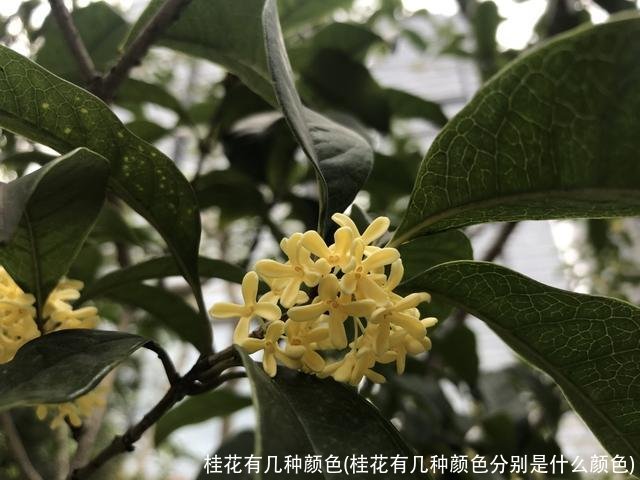 桂花有几种颜色(桂花有几种颜色分别是什么颜色)