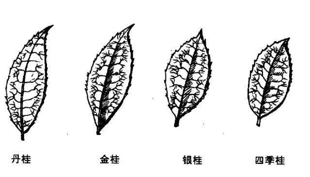 桂花有几种颜色(桂花有几种颜色分别是什么颜色)