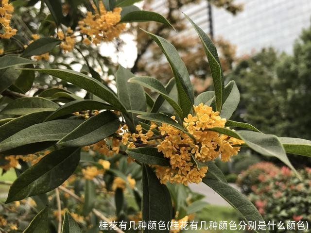 桂花有几种颜色(桂花有几种颜色分别是什么颜色)