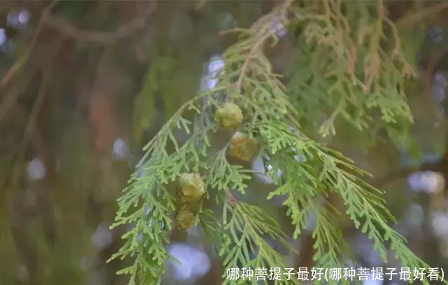 哪种菩提子最好(哪种菩提子最好看)