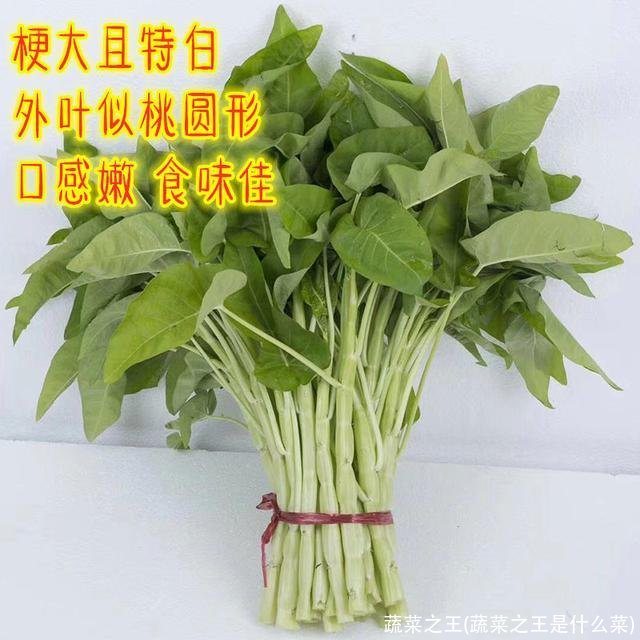 蔬菜之王(蔬菜之王是什么菜)