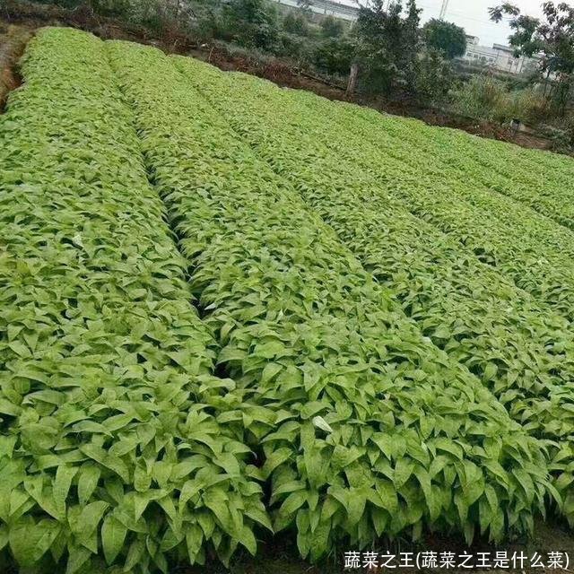 蔬菜之王(蔬菜之王是什么菜)