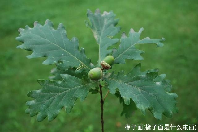 橡子面(橡子面是什么东西)