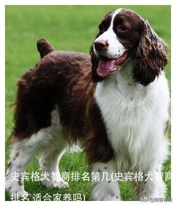 史宾格犬智商排名第几(史宾格犬智商排名 适合家养吗)