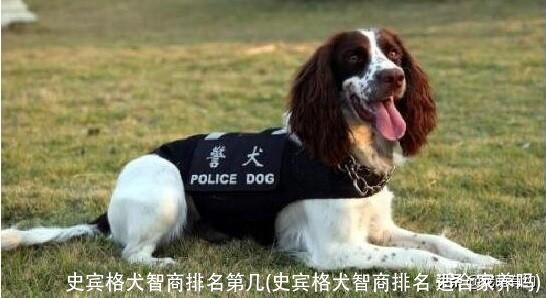 史宾格犬智商排名第几(史宾格犬智商排名 适合家养吗)