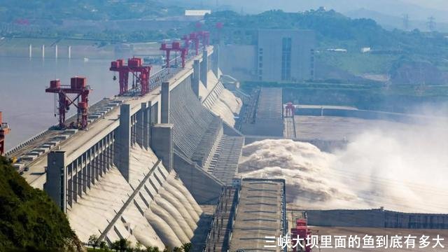 三峡大坝里面的鱼到底有多大