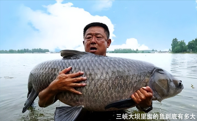 三峡大坝里面的鱼到底有多大