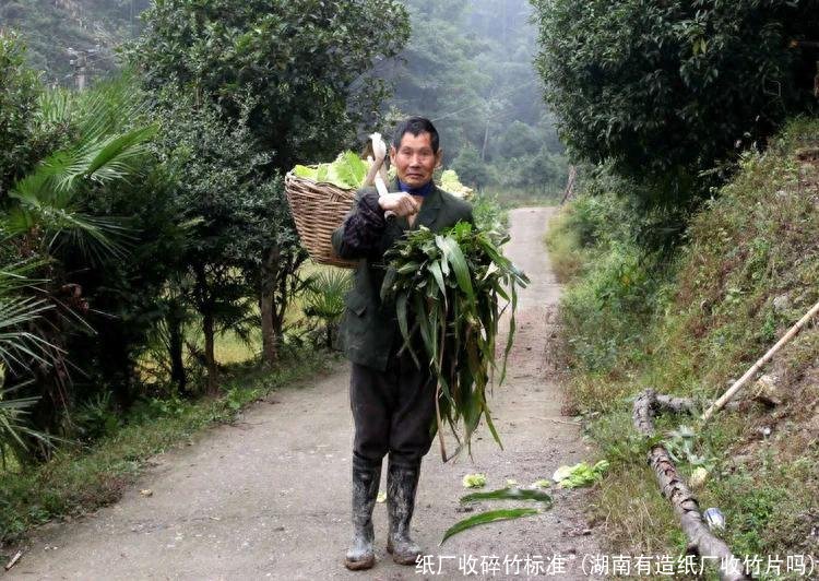 湖南大量收购造纸竹片图片